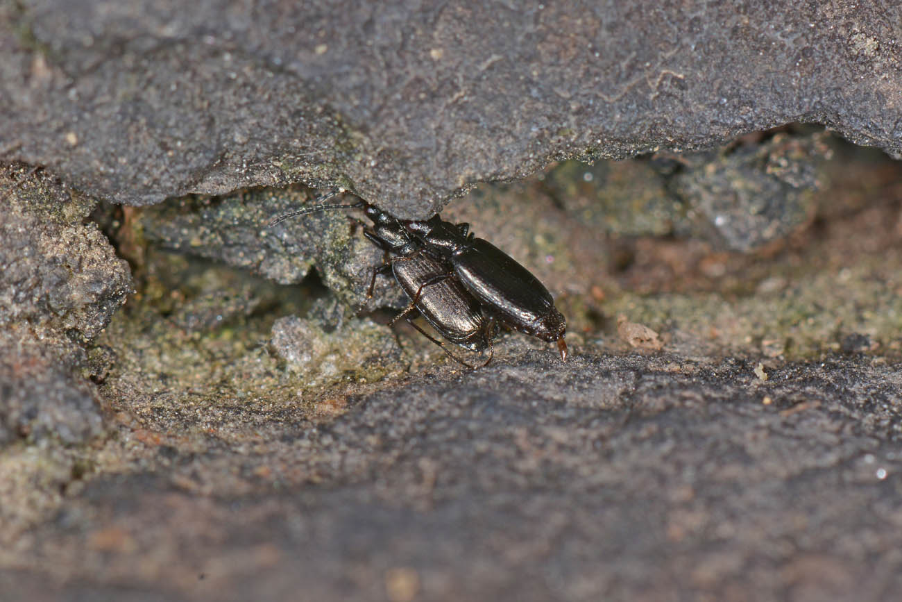 Carabidae: Apristus europaeus: il 